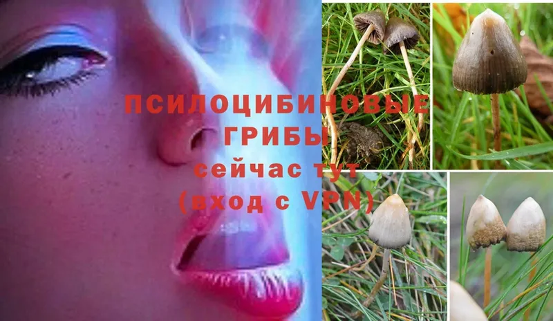 гидра ссылки  Багратионовск  Галлюциногенные грибы MAGIC MUSHROOMS 